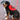 Support Animal Wearing Red Vest